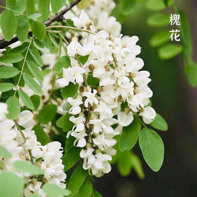 邀你邂逅一场纷飞的槐花雨