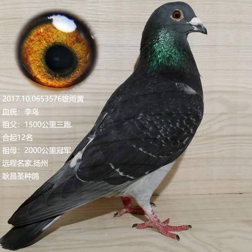 李鸟576_龙都赛鸽_ag188.com爱鸽商城_中国信鸽信息网