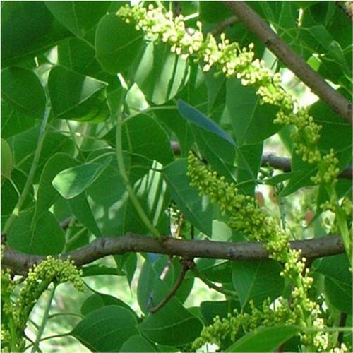 优质绿化种子乌桕种子俗称蜡子树桕子树木子树种子新采摘量大从优