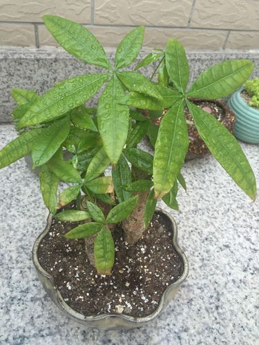 我的家庭盆景发财树出现叶尖干枯,叶片偏黄绿色,偶见叶片上有白斑