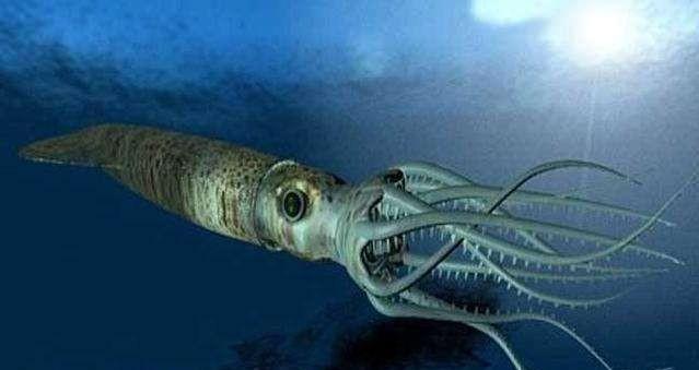 大王乌贼和大王酸浆鱿谁更大?它们真的能吃抹香鲸吗?