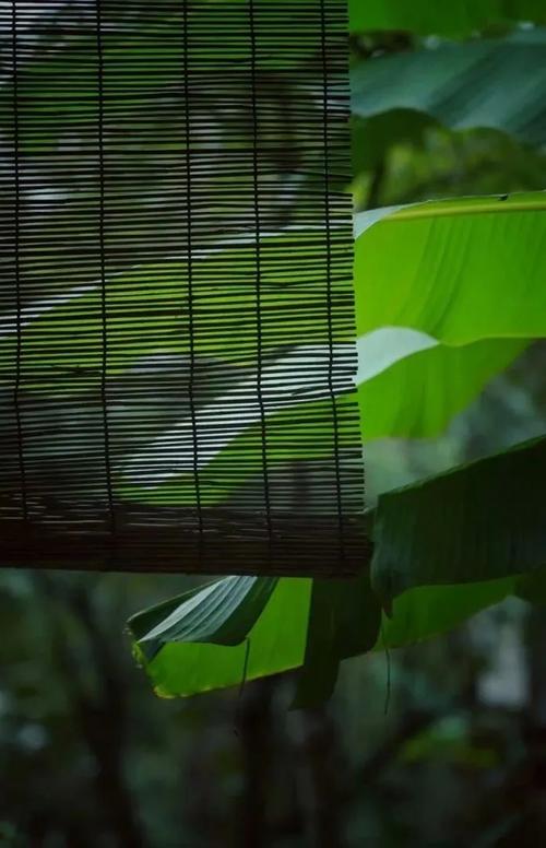 审美认识逐渐深化,雨打芭蕉成为人们审美观照的对象,中唐之后