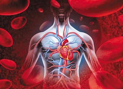 心脏为何很少得癌