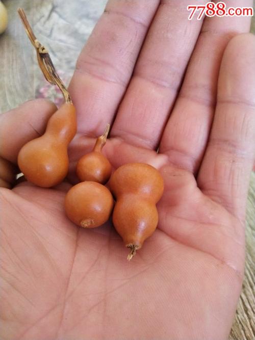 草里金小葫芦.