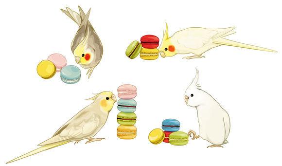 【图片】收集的一些卡通版玄凤鹦鹉_玄凤鹦鹉吧_百度贴吧 tieba.