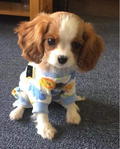 查理王小猎犬nessa萌照