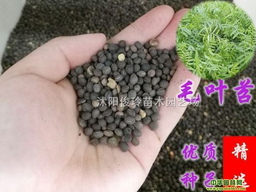 沭阳俊玲苗木园艺场