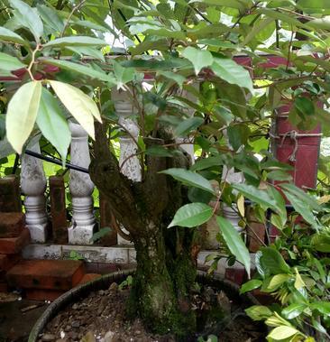 羊奶果百年老桩胡颓子老桩下山桩熟桩