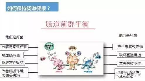 肠道菌群的失调严重影响着我们身体的健康,发热时,要及时调节肠道菌群
