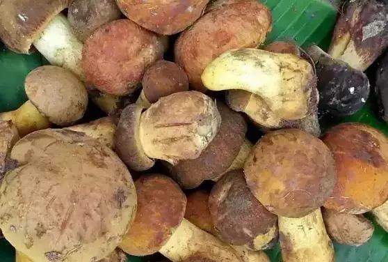 云南35种野生菌,你认识多少?你最喜欢吃哪几种?