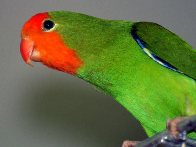红面牡丹鹦鹉