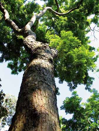 花梨树多单株生长