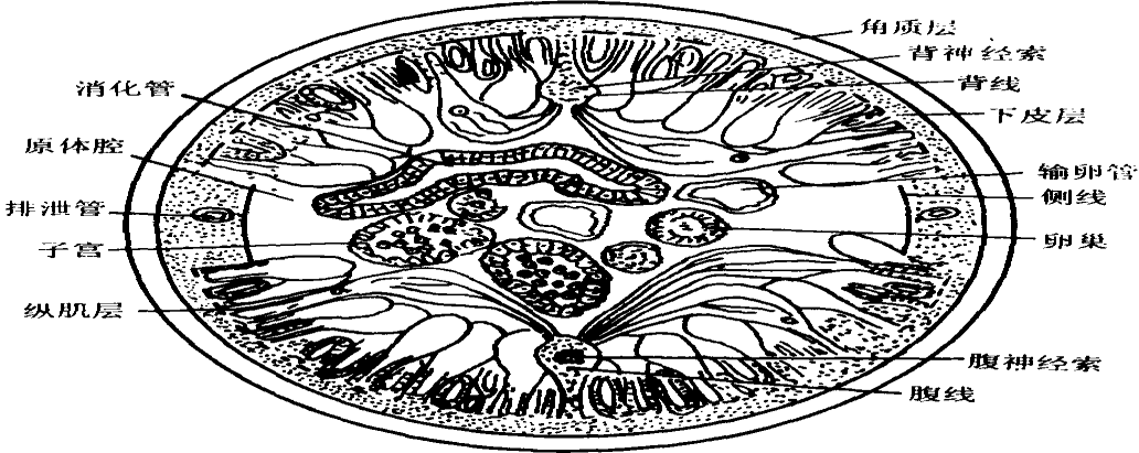 水螅的纵切面 水螅体壁横切面的一部分 3线虫