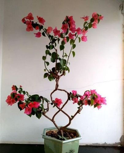 冬天养三角梅,照着做,叶子油亮不发黄,花繁叶茂开爆盆