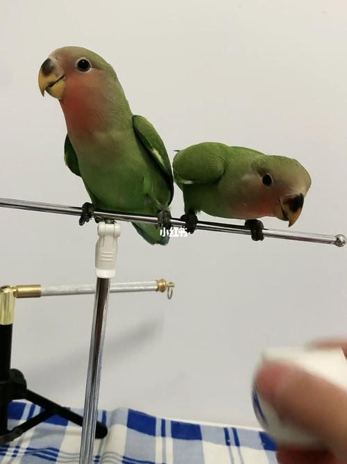 小绿桃鹦鹉_鹦鹉_宠物_我的萌宠_宠物_宠物其他