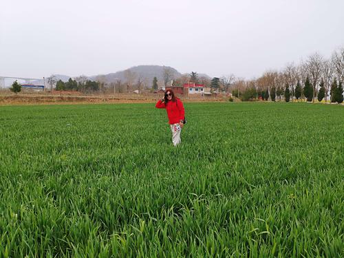 麦苗绿～菜花黄