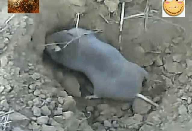 瞎地老鼠其实不瞎,长期生活在地下,在地面不能见阳光,看到的眼永远