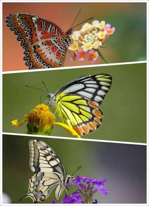 【科普】分不清蝴蝶和飞蛾?来来来,我教你一个简单辨认法_手机搜狐网