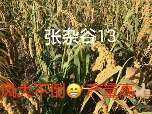其它 推广新品种引领新时代 写美篇 阿力德尔齐金宝推广"张杂谷"新