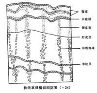 卵巢,子宫重量减轻外,其他如甲状腺,肾上腺的重量均无改变,在显微镜下