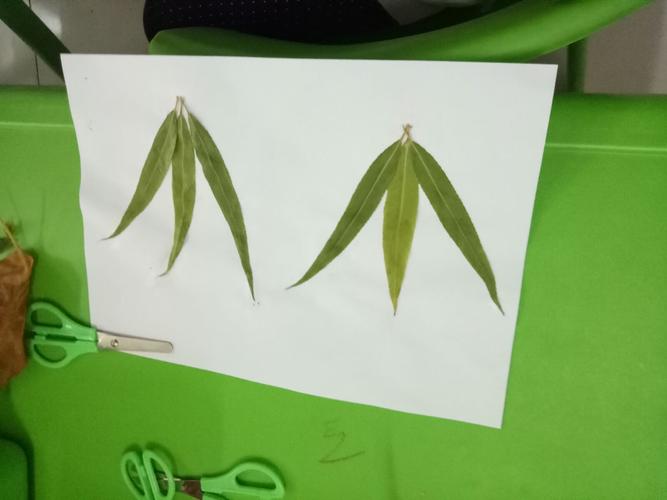 可爱的小脚丫,是用柳树的叶子拼出来的哦