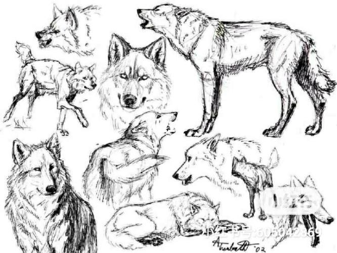 狼的简笔画_简笔画_人文_绘画