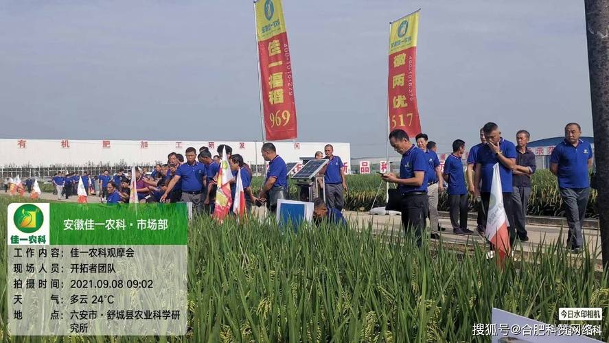 佳一福稻969实验基地观摩会超抗稻超高产优质杂交水稻