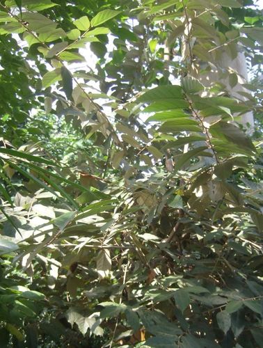 花卉园之一00一(翻白叶树)