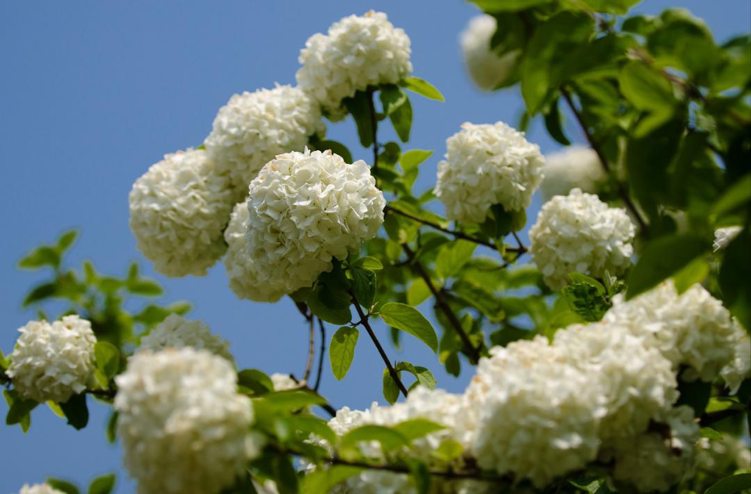 木绣球美翻了这么多观赏地任选一个都能制胜朋友圈