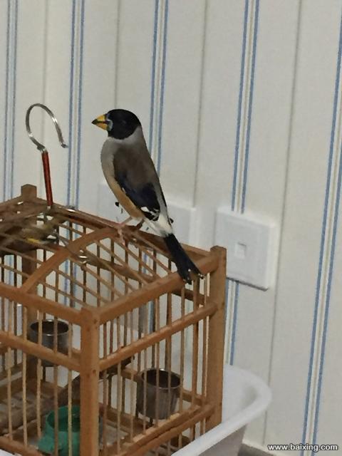 七星尾蜡嘴一个