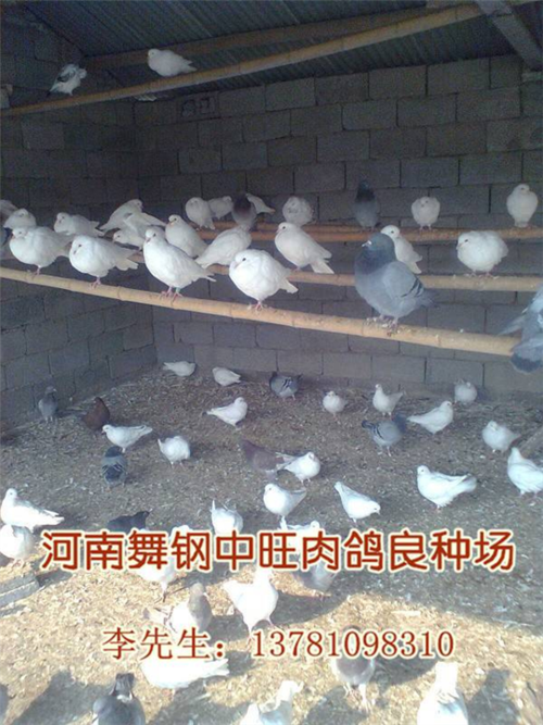 河南肉鸽养殖场,河南肉鸽价格,河南肉鸽养殖基地--后备散养种鸽