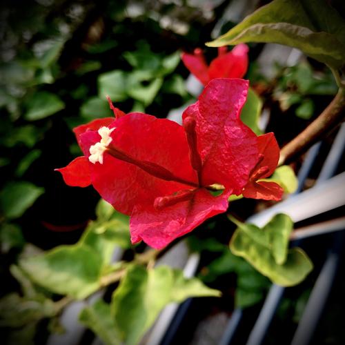 时间:2021年9月24号 地点:福州晋安河公园         美丽的三角梅,像