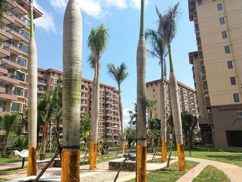 万宁宝安兴隆椰林湾:楼盘各项详情概括一览