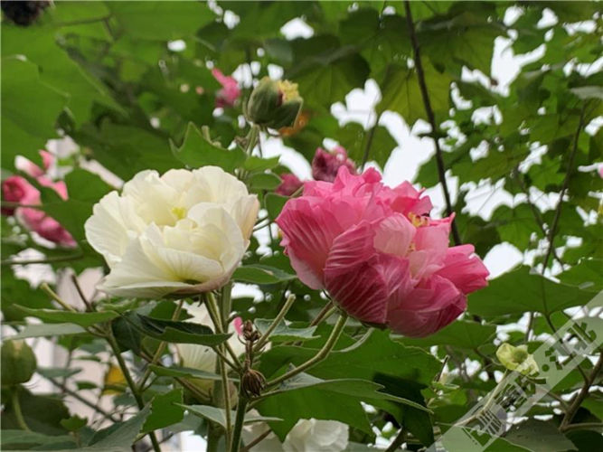 芙蓉花正盛情绽放,矗立枝头,微风过处,花儿尽情摇曳,构成了深秋里最美