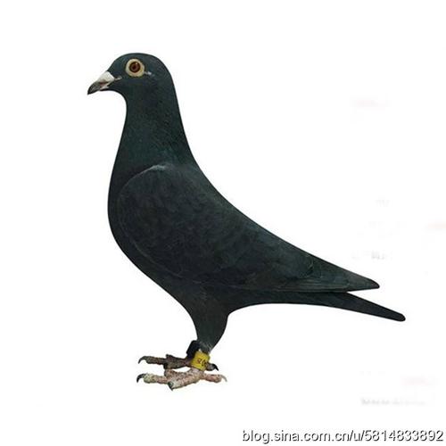 伟哥我的用户头像就是一直黑鸽子