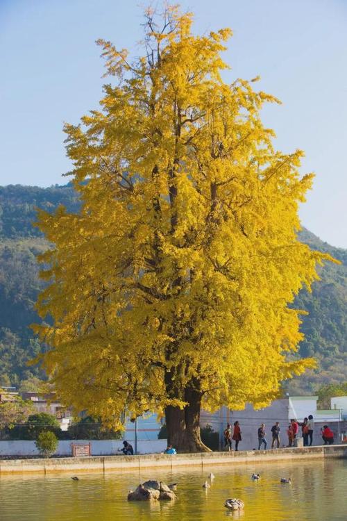 秋摄千年银杏王十八罗汉银杏古树小江百亩银杏林