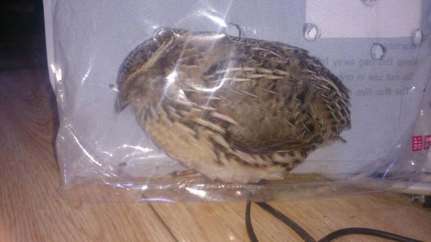 晚上捡了一只鸟,比麻雀大,尾巴没有麻雀长,是什么鸟?