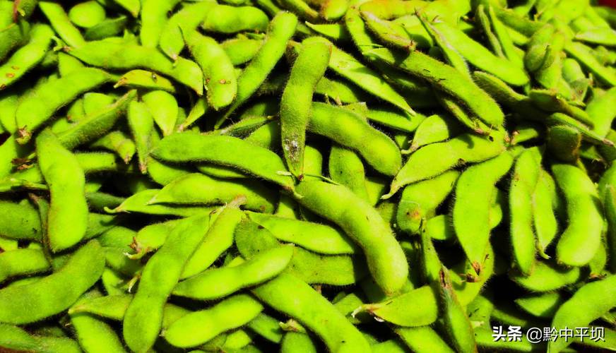 平坝区:调结构发展毛豆种植 5000多亩 喜获丰收