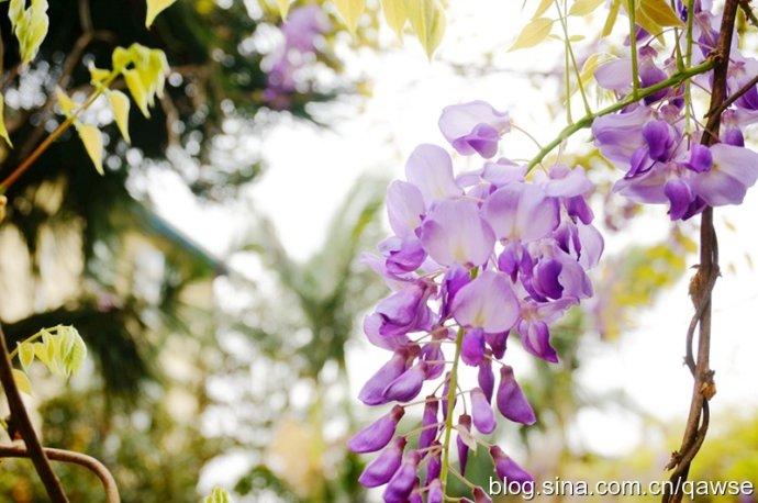 【摄影759】半天的收获:紫藤,黄花风铃木和泡桐花