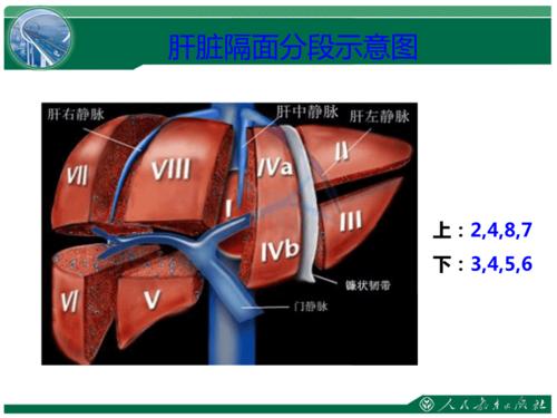 肝脏分段解剖