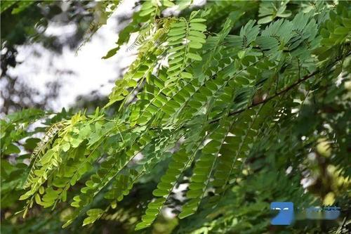 当专家环顾这棵大树时,发现大树的旁边还有一个约2亩的南岭黄檀树小