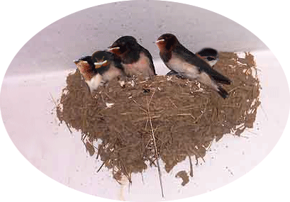 终于明白了这些燕子的心 为了它们的孩子 那些可爱的小燕子正在窝中待