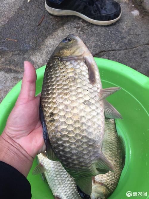 鱼苗鲫鱼苗中科鲫5号彭泽鲫银鲫湘云鲫