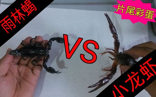 蝎子vs龙虾片尾小彩蛋