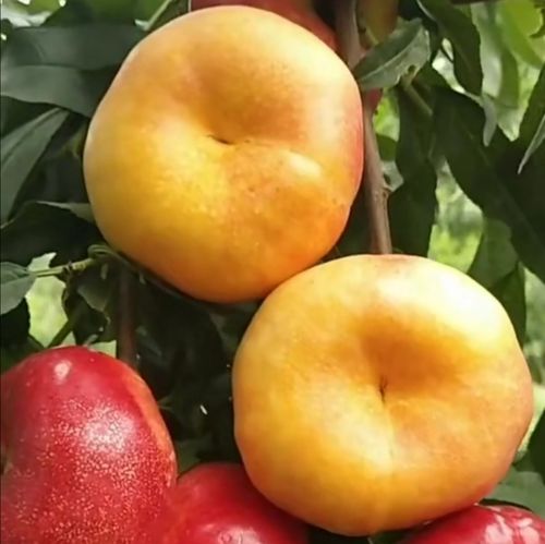 油蟠桃苗油蟠7-7 蟠桃品种 黄红大油桃苗大潘桃大油蟠