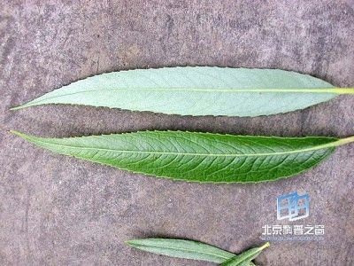 追问 可是那种叶子中间是拧着的,而且是柳树叶的话我肯定认识
