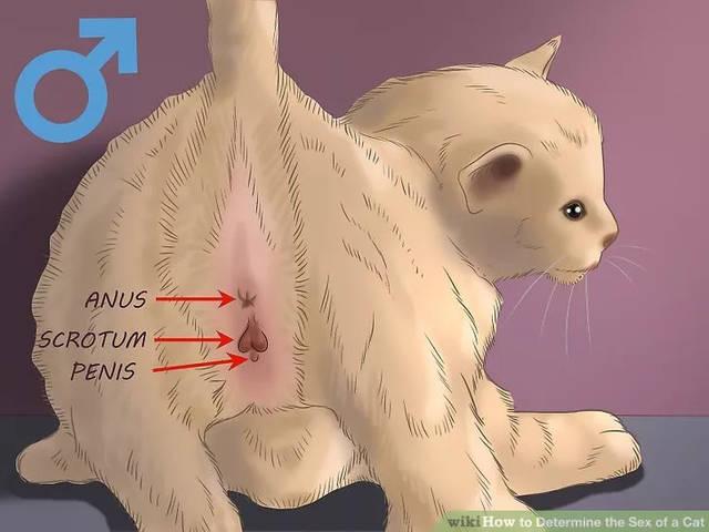 猫咪怎么能往后滋尿?看构造就清楚了.
