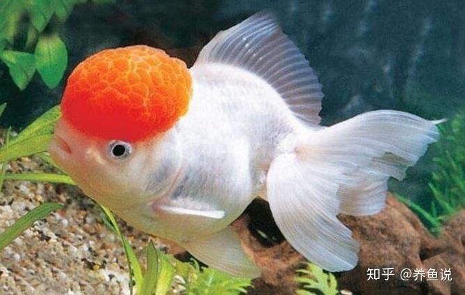 新年开篇大作金鱼品种大全最新观赏鱼比赛也按这归类分组