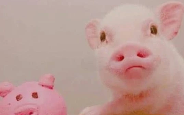 情感测试:第一眼你觉得哪只小猪更呆萌?测出你明年福气有多大?