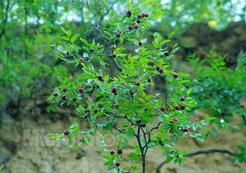  p>榆次4号是鼠李科的一种植物,多年生,5月下旬始花,7月上旬果实成熟.